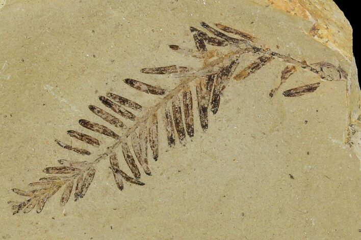 Metasequoia (Metasequoia) Fossil - Montana #110865